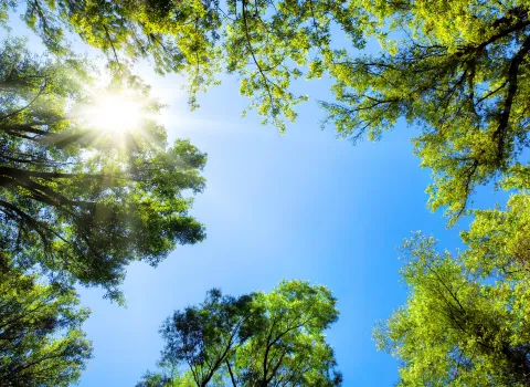 Baumkronen umrahmen den sonnigen Himmel