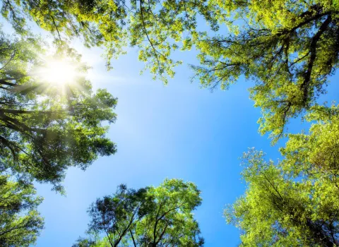 Baumkronen umrahmen den sonnigen Himmel